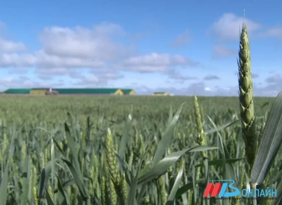 В Волгоградской области 60 гектаров земли заросли сорняками